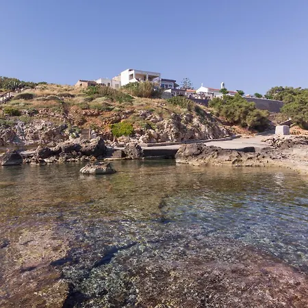 Astrantia (adults Only)