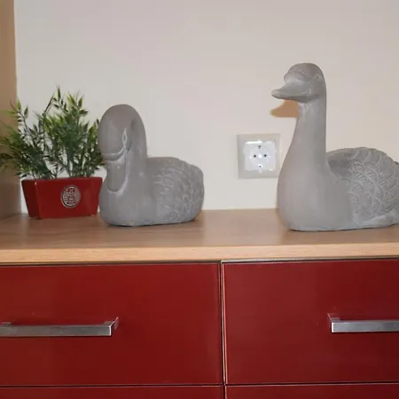 Astrantia (adults Only) * خانيا