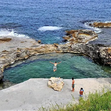 Astrantia (adults Only) *