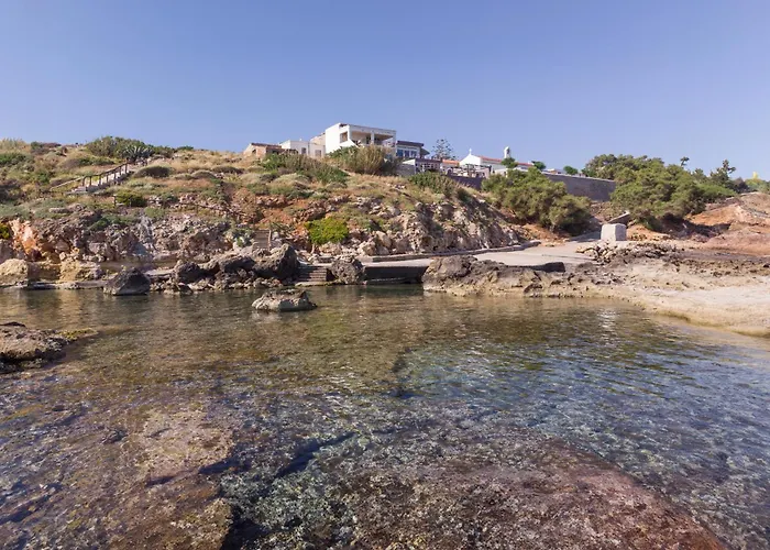 Astrantia (adults Only)